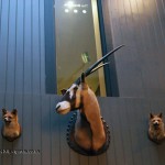 Antelope and fox taxidemy at Malmaison in Aberdeen