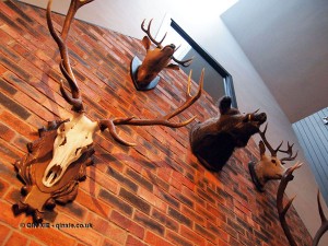 Boar and stag taxidermy at Malmaison in Aberdeen
