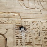 Bird nesting, Temple of Horus, Edfu