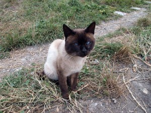 Blue eye cat in Georgia