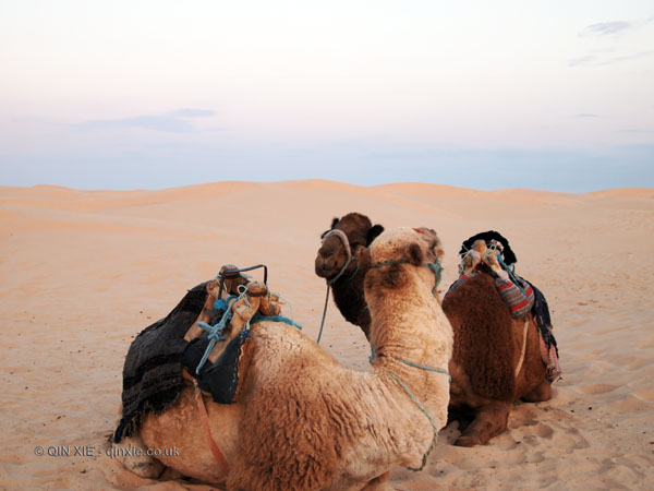 Camel love, Tunisia