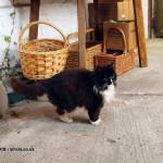 Cider cat in Cornwall