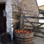 Cider apples in Cornwall