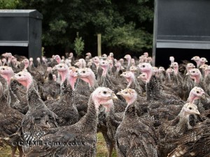 Close up turkeys, Kelly Bronze, Essex