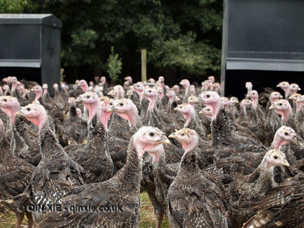 Kelly’s Bronze: Essex birds