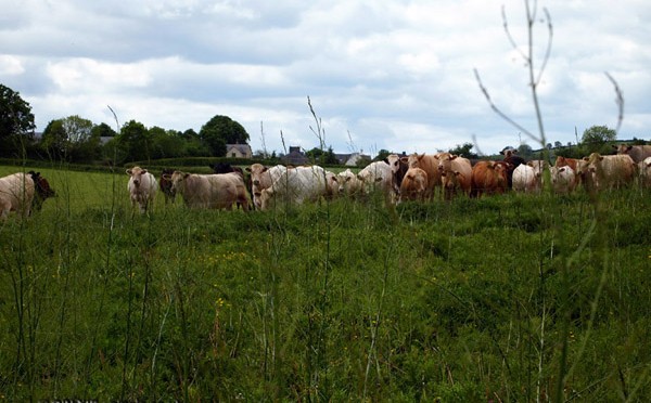 Cows at Riverord Organics