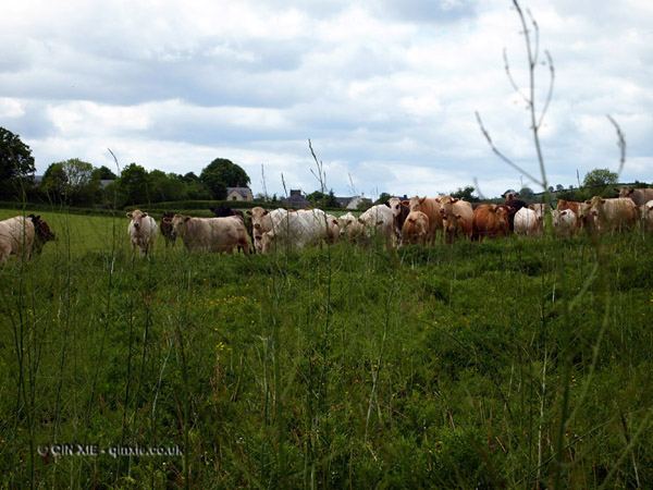 Cows at Riverord Organics
