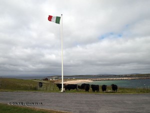 Cows under Italian flag on Orkney