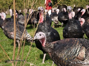 Curious turkey at Copas farm