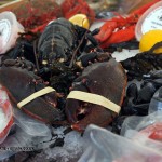 Giant lobster at Aldeburgh Food and Drink Festival, Snape Maltings, Aldeburgh, Suffolk