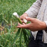 Guy Watson holding wet garlic at Riverord Organics