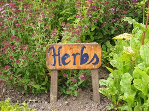 Herb garden at Balfour Castle