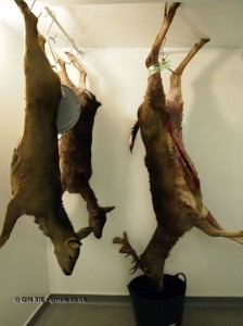 Hung venison in Cornwall