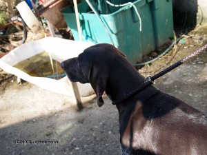 Hunt dog in Cornwall