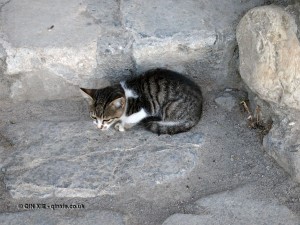 Kitten in Georgia