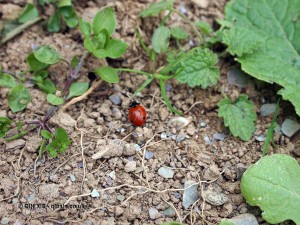 Ladybird at Riverord Organics