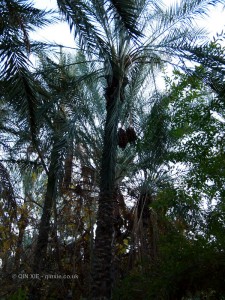 Palm trees, Tunisia