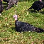 Resting turkey at Copas farm