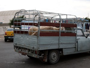 Sheep on truck, Tunisia