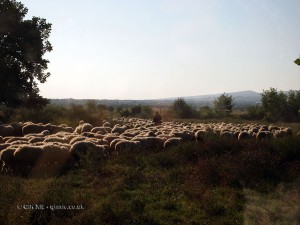 Shepherd with flock in Georgia