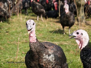 Shocked turkey at Copas farm