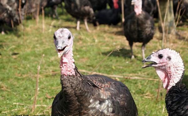 Shocked turkey at Copas farm