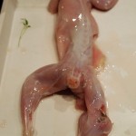 Skinned squirrel in Cornwall