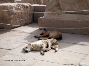 Sleeping dogs, Karnak Temple, Luxor