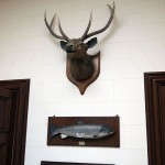 Stag's head at Balfour Castle