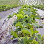 Strawberries in field at Riverord Organics