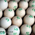 Turkey eggs numbered, Kelly Bronze, Essex