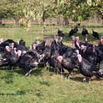 Turkey flock at Copas farm
