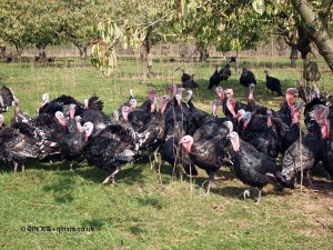 Turkey flock at Copas farm