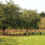 Turkey in cherry orchards at Copas farm