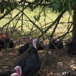 Turkey in foliage at Copas farm