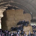 Turkey on hay at Copas farm