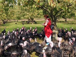 Turkey gather around red at Copas farm