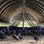 Turkey in barn at Copas farm