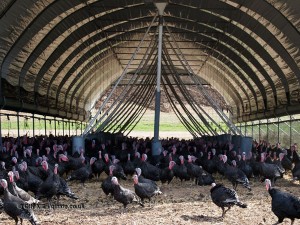 Turkey in barn at Copas farm