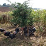 Turkeys in reed at Copas farm