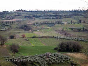 Vineyard, Pescara, Abruzzo