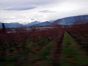 Vineyard, Geneva