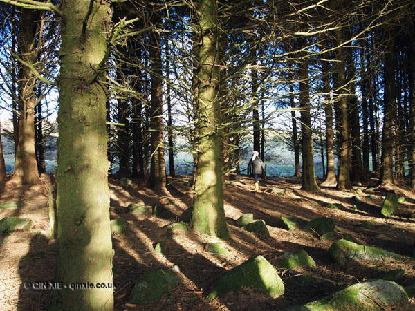 Walking in the woods in Cornwall