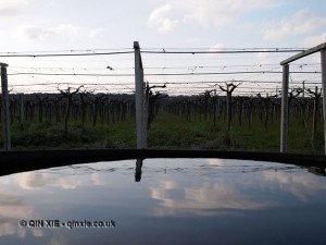 Water reflecting vines, Pescara, Abruzzo