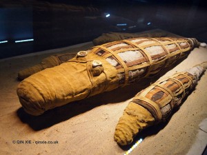 Mummified crocodile, Crocodile Museum, Kom Ombo