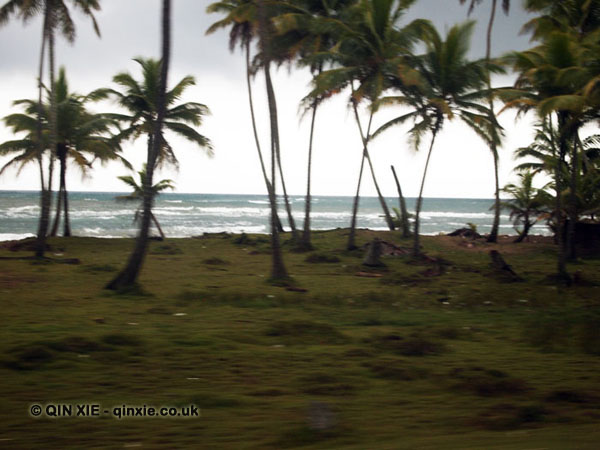 Blurred palms, Dominican Republic