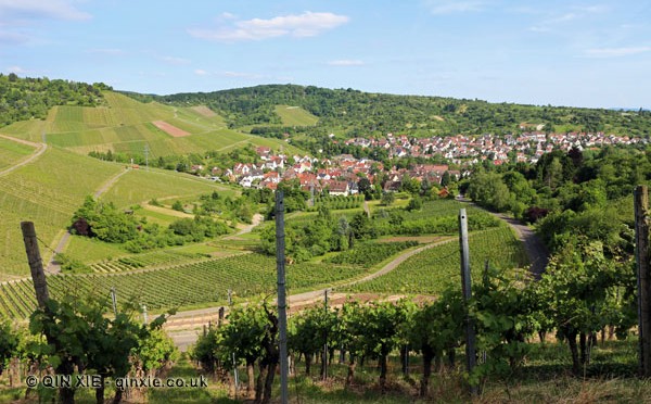 Vineyards outside Stuttgart, Wurttemberg, Germany
