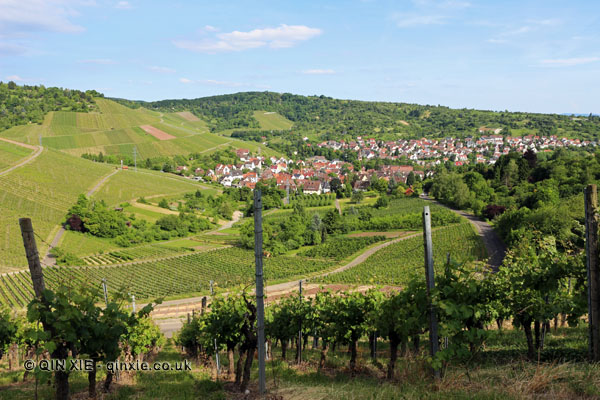 Vineyards outside Stuttgart, Wurttemberg, Germany