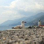 Seagull, Camogli
