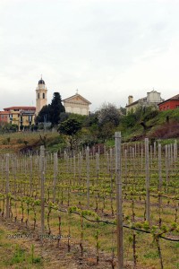 Vineyard, Bisson Winery
